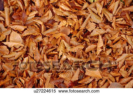 Fallen leaves View Large Photo Image Stock Photography - Fallen leaves. Fotosearch