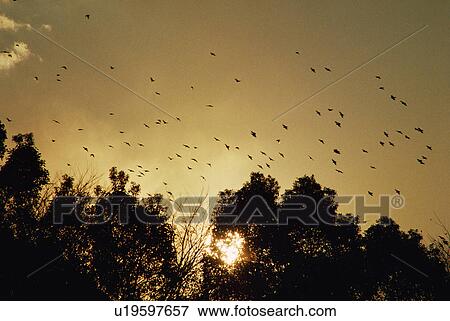 Flock of birds in sunset View Large Photo Image Stock Photo - Flock of birds in sunset. Fotosearch