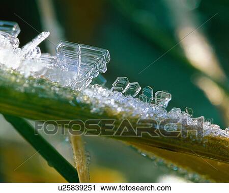 Frost crystals on leaf View Large Photo Image Stock Image - Frost crystals on leaf. Fotosearch