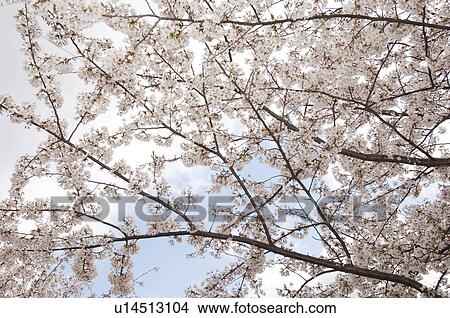 Full frame of pink cherry blossoms View Large Photo Image Picture - Full frame of pink cherry blossoms. Fotosearch