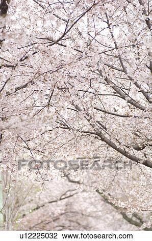 Full frame of pink cherry blossoms View Large Photo Image Stock Image - Full frame of pink cherry blossoms. Fotosearch