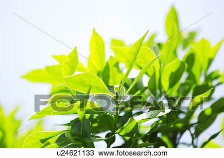 Green leafy branches View Large Photo Image Stock Image - Green leafy branches. Fotosearch
