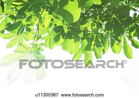 Stock Photo - Green leafy branches. Fotosearch