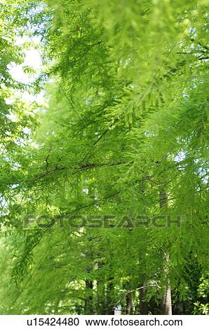 Stock Image - Green leafy trees. Fotosearch