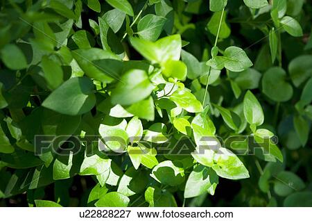 green LEAVES View Large Photo Image Stock Photo - green LEAVES. Fotosearch