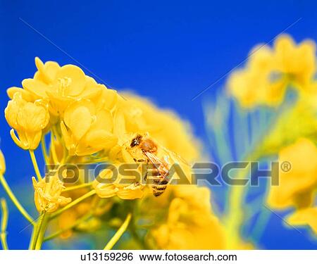 Stock Photograph - Honey bee on oilseed rape blossoms. Fotosearch
