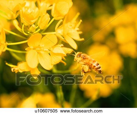 Honey bee on oilseed rape blossoms View Large Photo Image Stock Photography - Honey bee on oilseed rape blossoms. Fotosearch