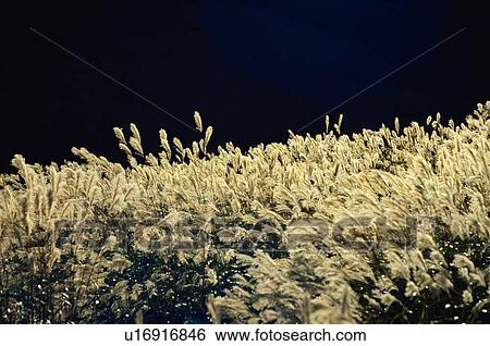 Stock Photograph - Japanese pampas grass. Fotosearch