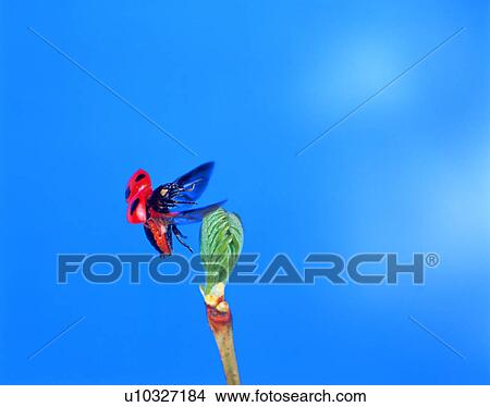 Picture - Ladybug on leaf sprout. Fotosearch