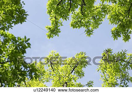Leafy branches under the sky View Large Photo Image Stock Image - Leafy branches under the sky. Fotosearch