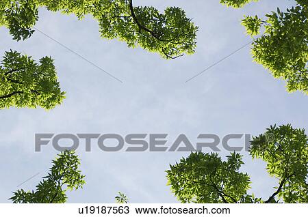 Leafy branches under the sky View Large Photo Image Stock Image - Leafy branches under the sky. Fotosearch