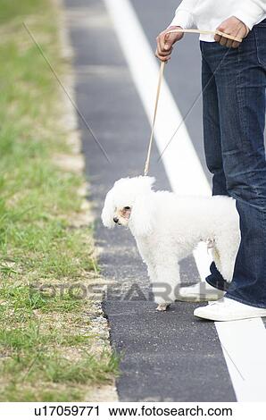 Man talking poodle for a walk View Large Photo Image Stock Image - Man talking poodle for a walk. Fotosearch