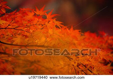 Stock Image - Maple leaves in Autumn. Fotosearch