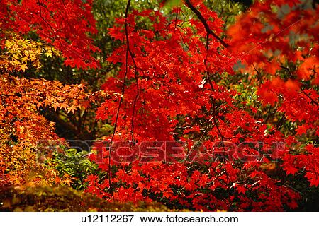 Stock Photo - Maple leaves in Autumn. Fotosearch