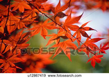 Stock Photo - Maple leaves in Autumn. Fotosearch