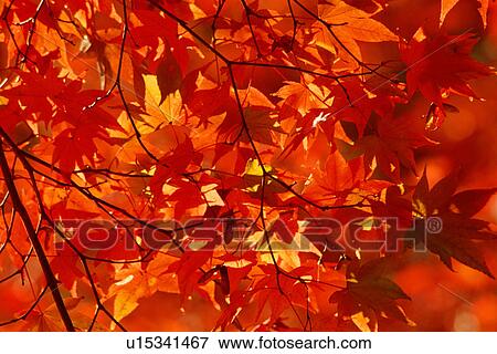 Stock Photo - Maple leaves in Autumn. Fotosearch