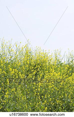 Stock Image - Oilseed rape blossoms. Fotosearch