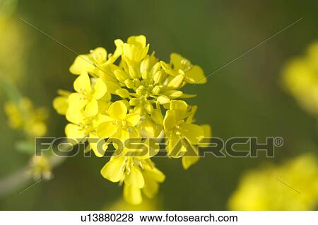 Oilseed rape blossoms View Large Photo Image Stock Photo - Oilseed rape blossoms. Fotosearch