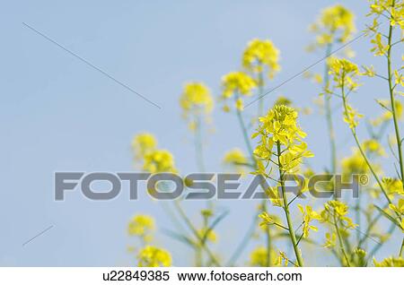 Oilseed rape blossoms View Large Photo Image Stock Photography - Oilseed rape blossoms. Fotosearch