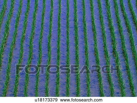 Paddy field with water View Large Photo Image Stock Photo - Paddy field with water. Fotosearch