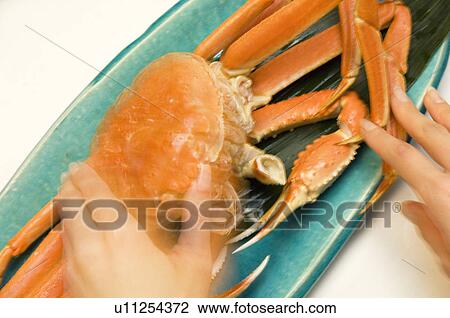 Stock Image - Person pulling legs off cooked crab. Fotosearch