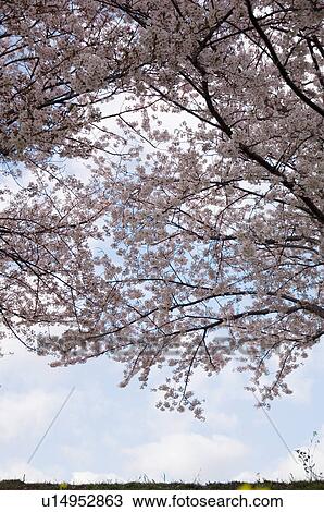 Stock Image - Pink cherry blossom trees over a field with a blue cloudy sky in the background. Fotosearch