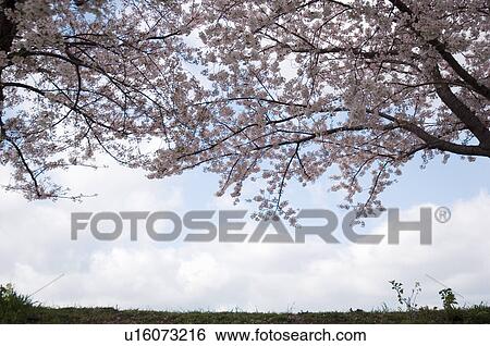 Pink cherry blossom trees over a field with a blue cloudy sky in the background View Large Photo Image Stock Photograph - Pink cherry blossom trees over a field with a blue cloudy sky in the background. Fotosearch