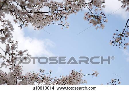 Picture - Pink cherry blossoms against a blue cloudy sky. Fotosearch