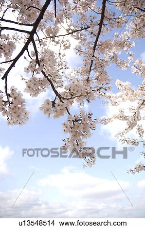 Pink cherry blossoms against a blue cloudy sky View Large Photo Image Picture - Pink cherry blossoms against a blue cloudy sky. Fotosearch