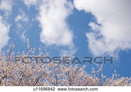 Pink cherry blossoms against a blue cloudy sky View Large Photo Image Stock Image - Pink cherry blossoms against a blue cloudy sky. Fotosearch