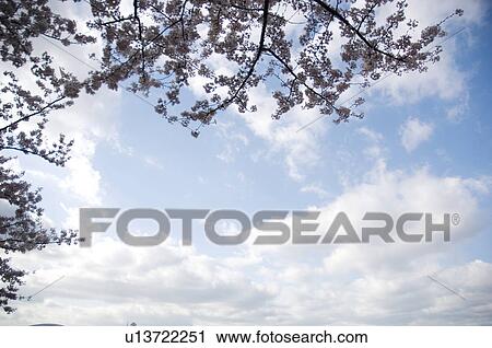Pink cherry blossoms against a blue cloudy sky View Large Photo Image Stock Image - Pink cherry blossoms against a blue cloudy sky. Fotosearch