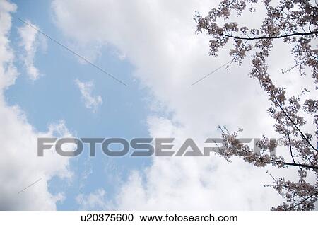 Pink cherry blossoms against a blue cloudy sky View Large Photo Image Stock Image - Pink cherry blossoms against a blue cloudy sky. Fotosearch