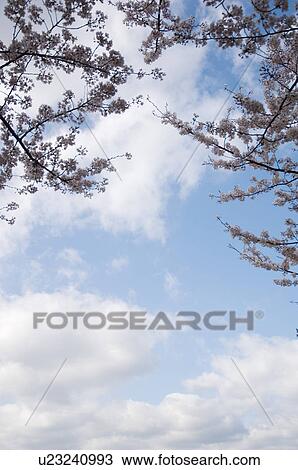 Pink cherry blossoms against a blue cloudy sky View Large Photo Image Stock Image - Pink cherry blossoms against a blue cloudy sky. Fotosearch