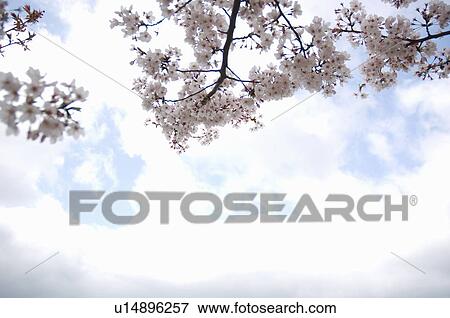 Pink cherry blossoms against a blue cloudy sky View Large Photo Image Stock Photo - Pink cherry blossoms against a blue cloudy sky. Fotosearch
