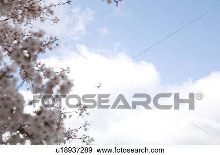 Pink cherry blossoms against a blue cloudy sky View Large Photo Image Stock Photo - Pink cherry blossoms against a blue cloudy sky. Fotosearch