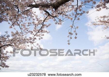 Pink cherry blossoms against a blue cloudy sky View Large Photo Image Stock Photo - Pink cherry blossoms against a blue cloudy sky. Fotosearch