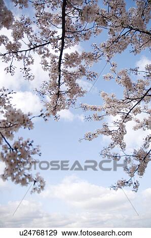 Pink cherry blossoms against a blue cloudy sky View Large Photo Image Stock Photo - Pink cherry blossoms against a blue cloudy sky. Fotosearch
