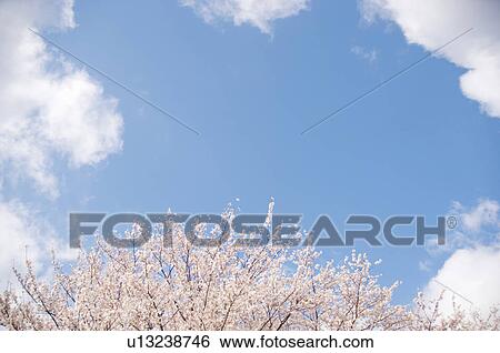 Pink cherry blossoms against a blue cloudy sky View Large Photo Image Stock Photograph - Pink cherry blossoms against a blue cloudy sky. Fotosearch