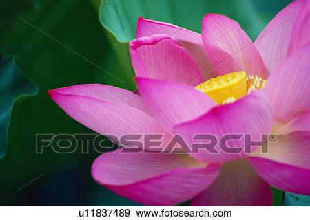 Pink lotus flower View Large Photo Image Stock Photo - Pink lotus flower. Fotosearch