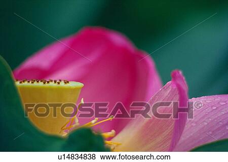 Stock Photo - Pink lotus flower. Fotosearch