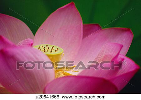 Pink lotus flower View Large Photo Image Stock Photograph - Pink lotus flower. Fotosearch