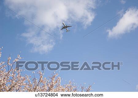 Picture - Plane flying across a blue cloudy sky above pink cherry blossoms. Fotosearch