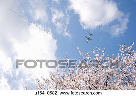 Stock Image - Plane flying across a blue cloudy sky above pink cherry blossoms. Fotosearch