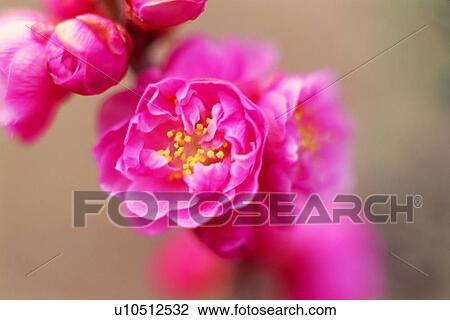 Plum blossoms View Large Photo Image Stock Image - Plum blossoms. Fotosearch