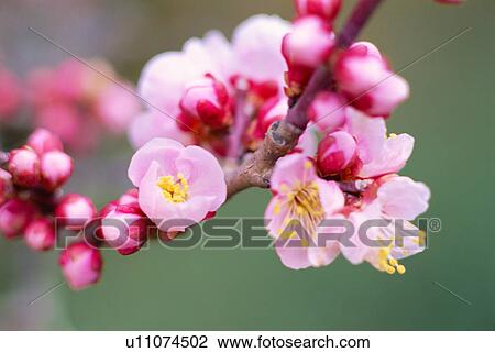 Stock Image - Plum blossoms. Fotosearch