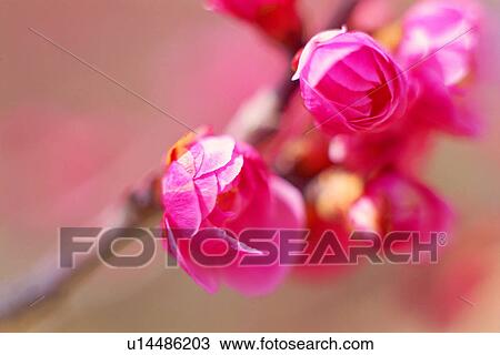 Stock Image - Plum blossoms. Fotosearch