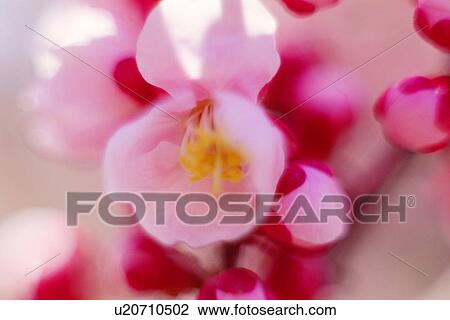 Stock Image - Plum blossoms. Fotosearch
