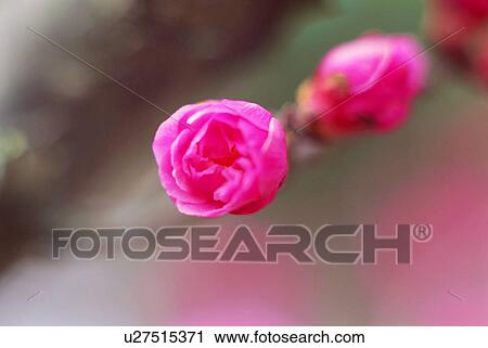 Stock Image - Plum blossoms. Fotosearch