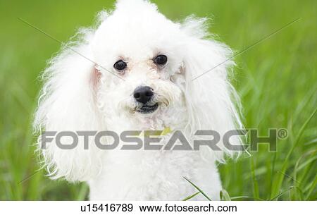 Stock Photo - Poodle in field. Fotosearch
