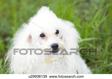 Stock Photo - Poodle in field. Fotosearch